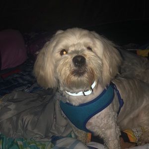 Meet your Posher, Allison